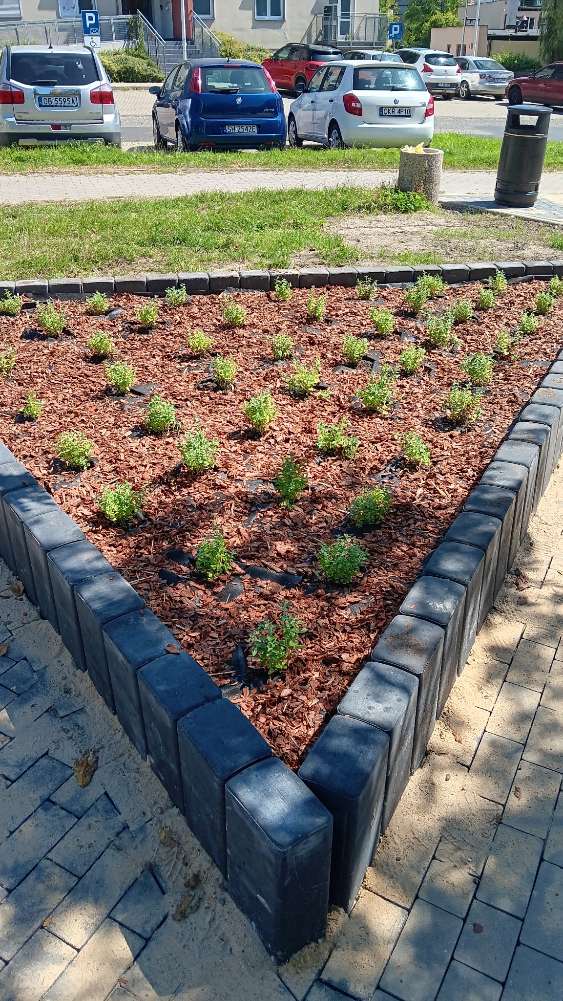 Kwadratowa rabata z niskimi sadzonkami, wyłożona korą i obramowana szarymi kostkami brukowymi. W tle parking z samochodami i budynek.
