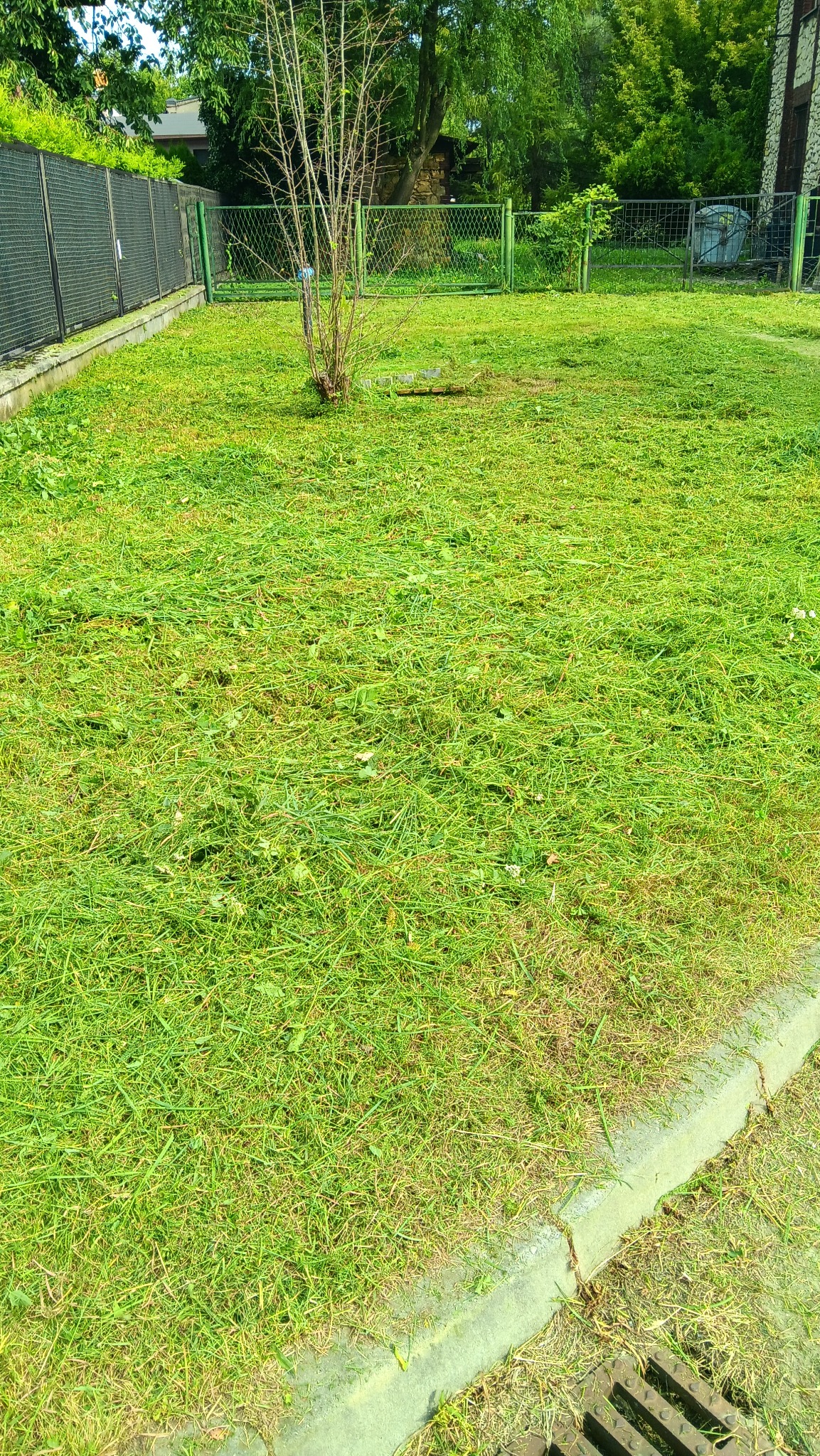 Świeżo skoszona trawa na posesji z zielonym ogrodzeniem i młodym drzewkiem. Skoszona trawa leży na powierzchni. Widok z góry.