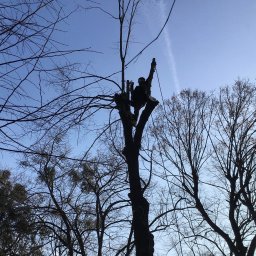 Firma usługowa Michał Bies - Wycinka alpinistyczna drzewa na cmentarzu.