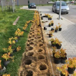 Sadzenie roślin i sadzenie drzew