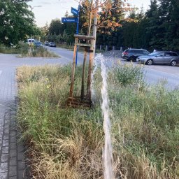 Pielęgnacja nasadzeń