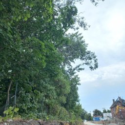 Wycinka drzew pod inwestycje.