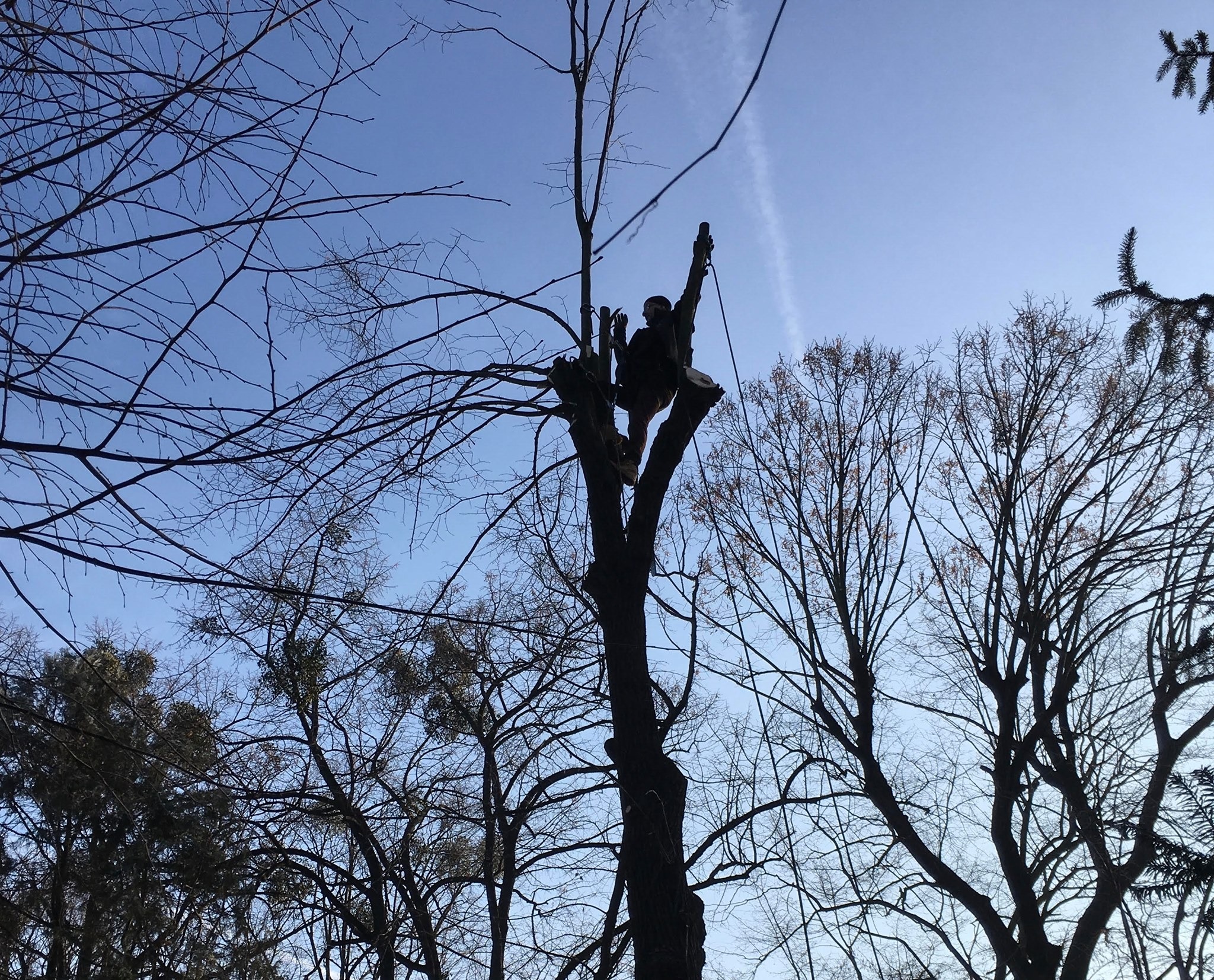 Wycinka alpinistyczna drzewa na cmentarzu.