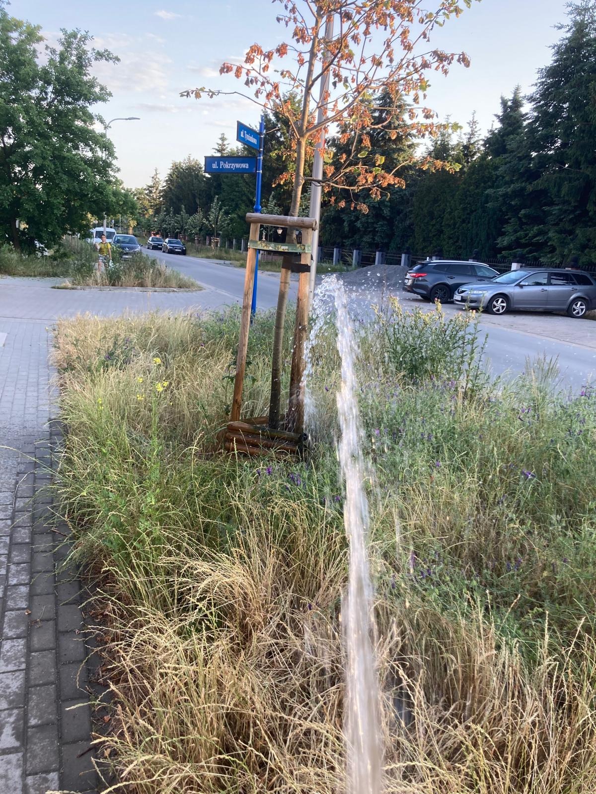 Pielęgnacja nasadzeń