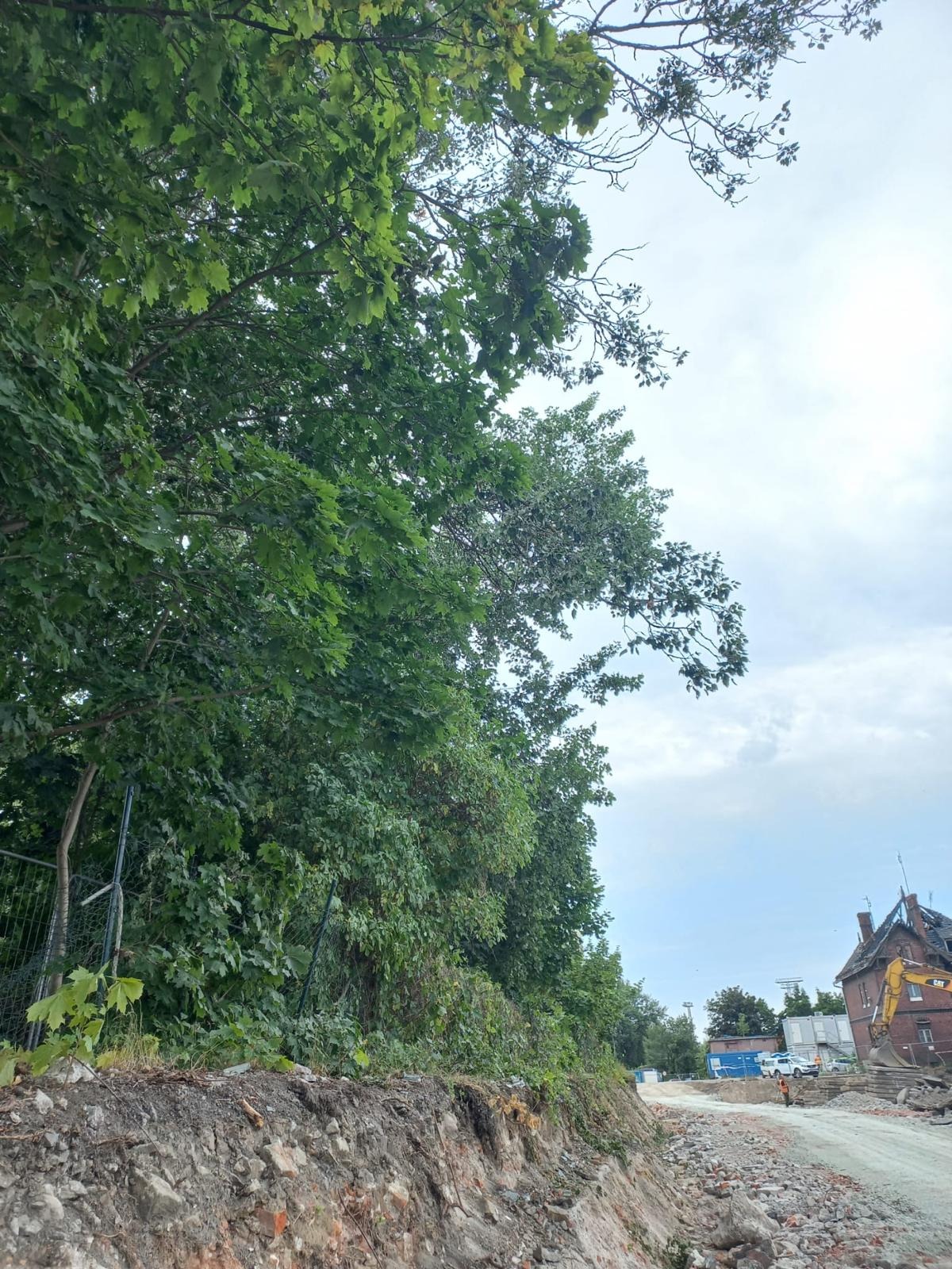 Wycinka drzew pod inwestycje.