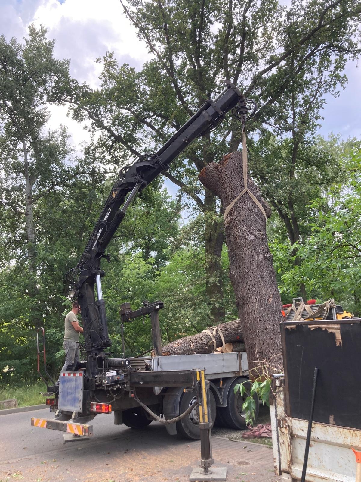 Wycinanie drzew pod okiem konserwatora, ornitologów i chiropterologów.