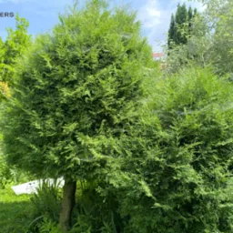 Dwa ozdobne, zielone krzewy w ogrodzie, z widocznymi pajęczynami. W tle inne drzewa i krzewy. Słoneczny dzień.