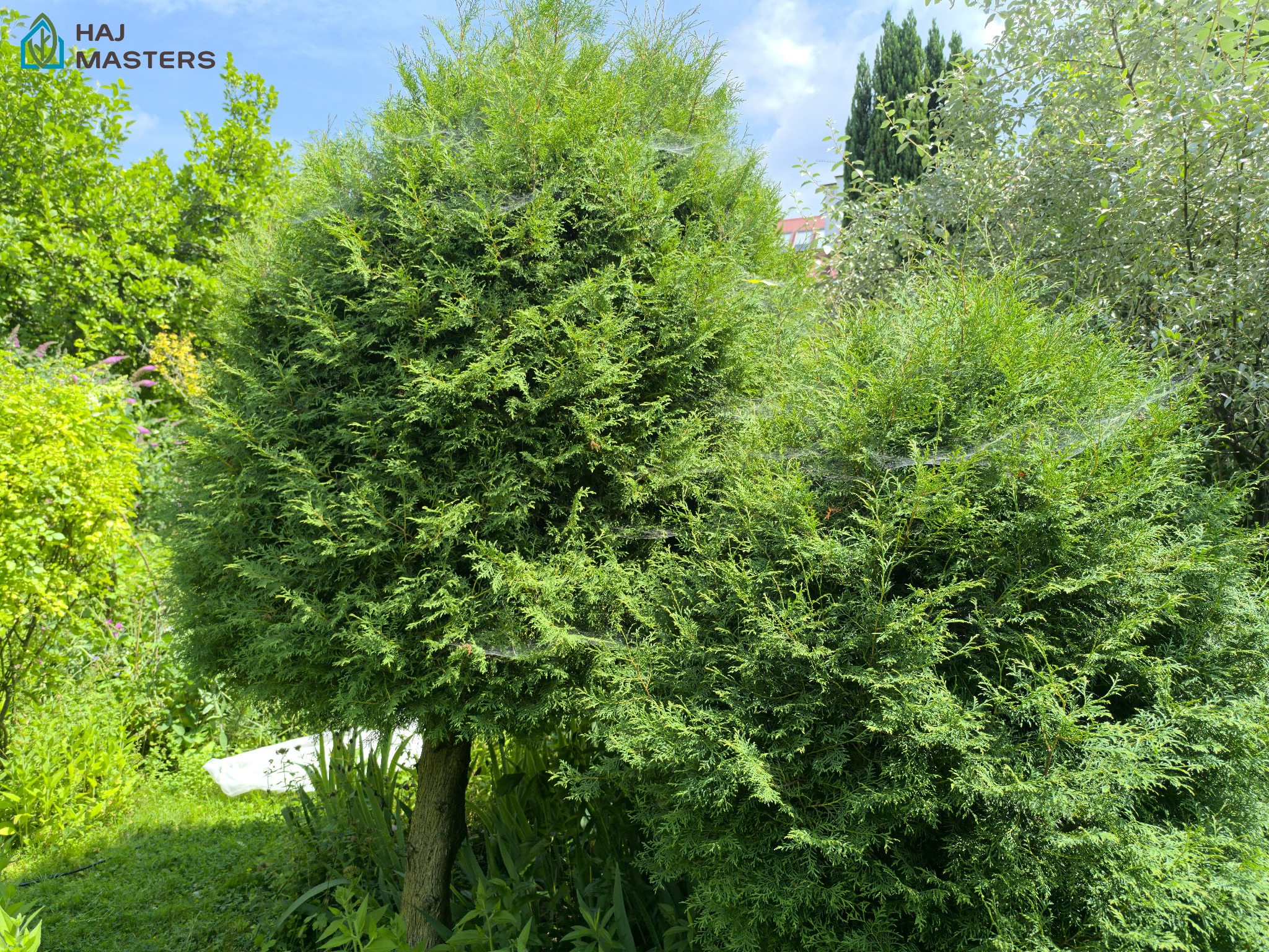 Dwa ozdobne, zielone krzewy w ogrodzie, z widocznymi pajęczynami. W tle inne drzewa i krzewy. Słoneczny dzień.