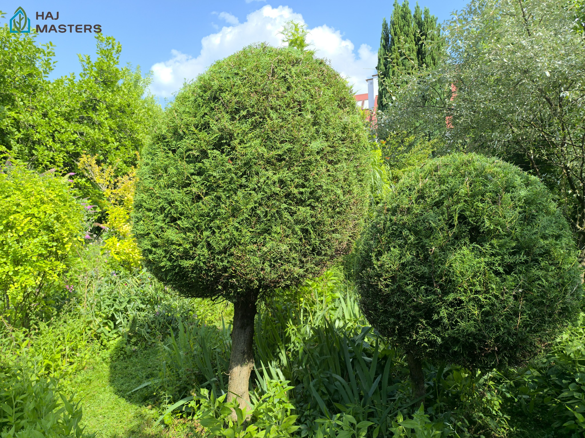 Ogród z dwoma kulistymi drzewami ozdobnymi na tle zieleni i błękitnego nieba z chmurami. Starannie utrzymany teren zielony.
