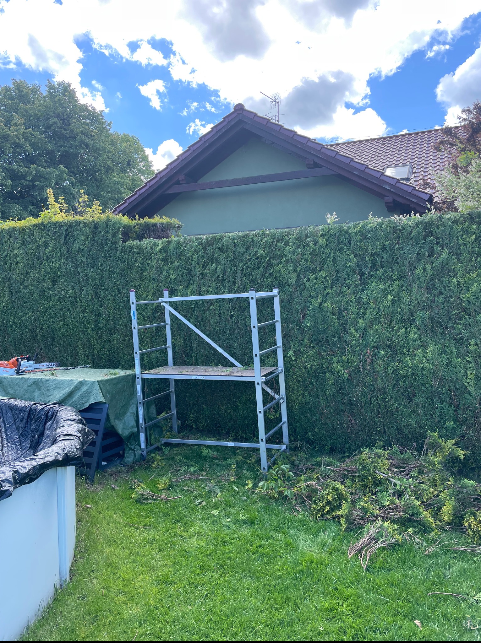 Przycięty żywopłot z użyciem drabiny i nożyc spalinowych. Ścinki na trawie. W tle dom jednorodzinny i błękitne niebo z chmurami.