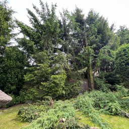 Przycinka świerków 