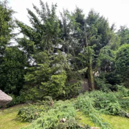 Przycinka świerków