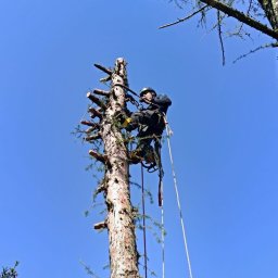 Wycinka drzew Warszawa 2