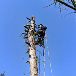 Arborysta w kasku, na linie, przycina gałęzie wysokiego drzewa iglastego na tle błękitnego nieba. Widoczne krótkie, obcięte gałęzie.