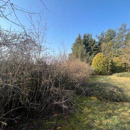 Alpin Drwal - Krzewy przed przycięciem w słoneczny dzień. Widoczne suche gałęzie i zielona trawa. W tle drzewa iglaste i błękitne niebo. Na dole kadru zielony element.