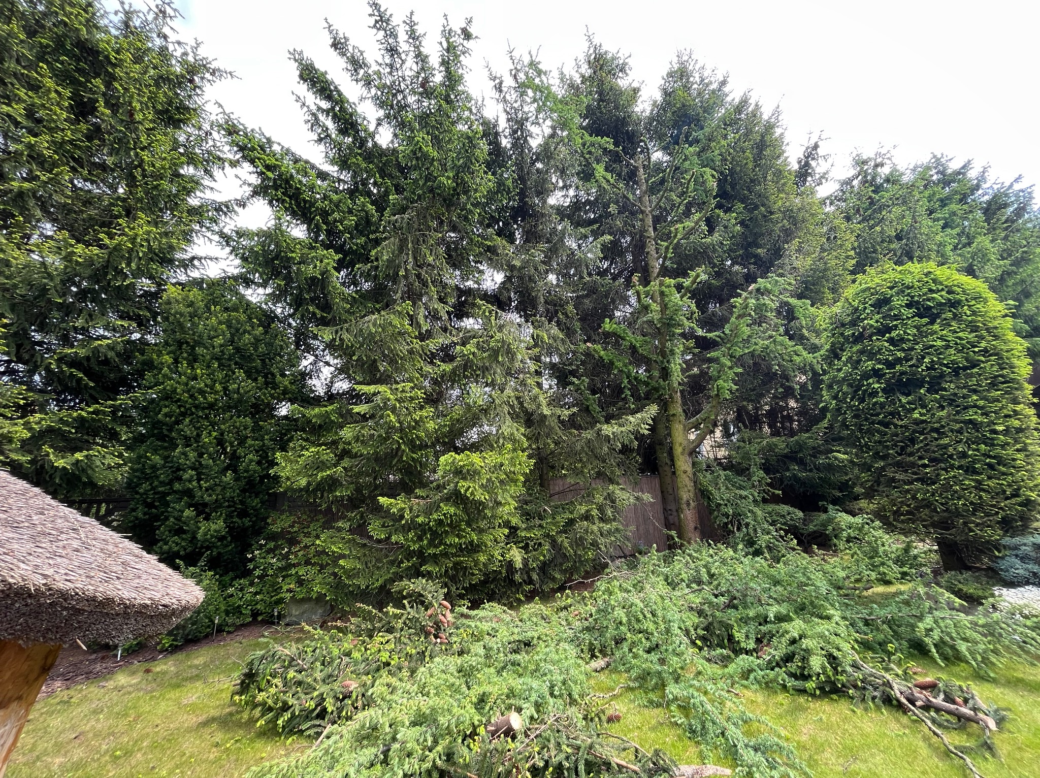 Przycinka świerków