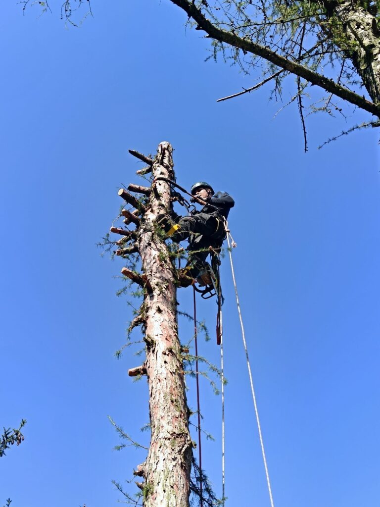 Arborysta w kasku, na linie, przycina gałęzie wysokiego drzewa iglastego na tle błękitnego nieba. Widoczne krótkie, obcięte gałęzie.