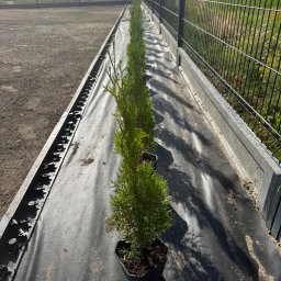Gaja Gardens Joanna Lalka - Rząd młodych, zielonych tuj w doniczkach, ustawionych wzdłuż czarnej maty szkółkarskiej i betonowego krawężnika przy metalowym ogrodzeniu. Słoneczny dzień.