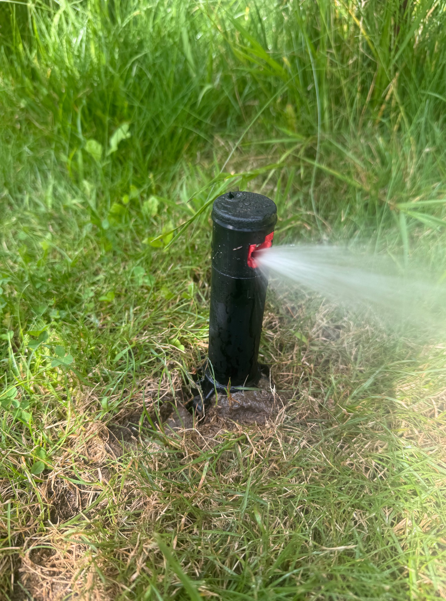 Działający zraszacz trawnikowy, czarny, wysuwany, z czerwoną dyszą, nawadniający trawnik. Woda pod ciśnieniem rozpryskuje się na boki.