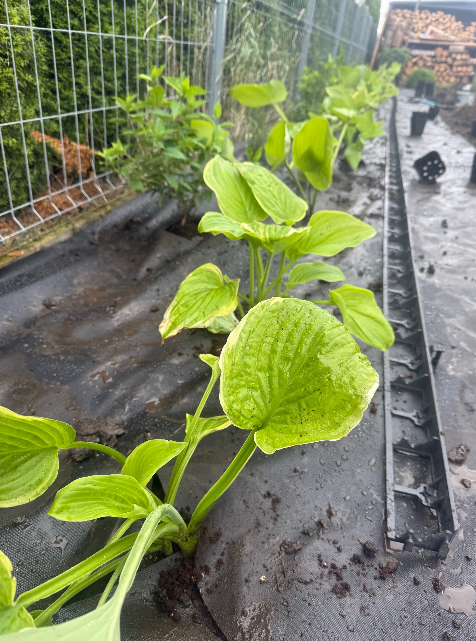 Sadzonki funkii posadzone w rzędzie na czarnej agrowłókninie, obok czarne obrzeże trawnikowe. Widok z góry, blisko ziemi. W tle siatka ogrodzeniowa i stos drewna.