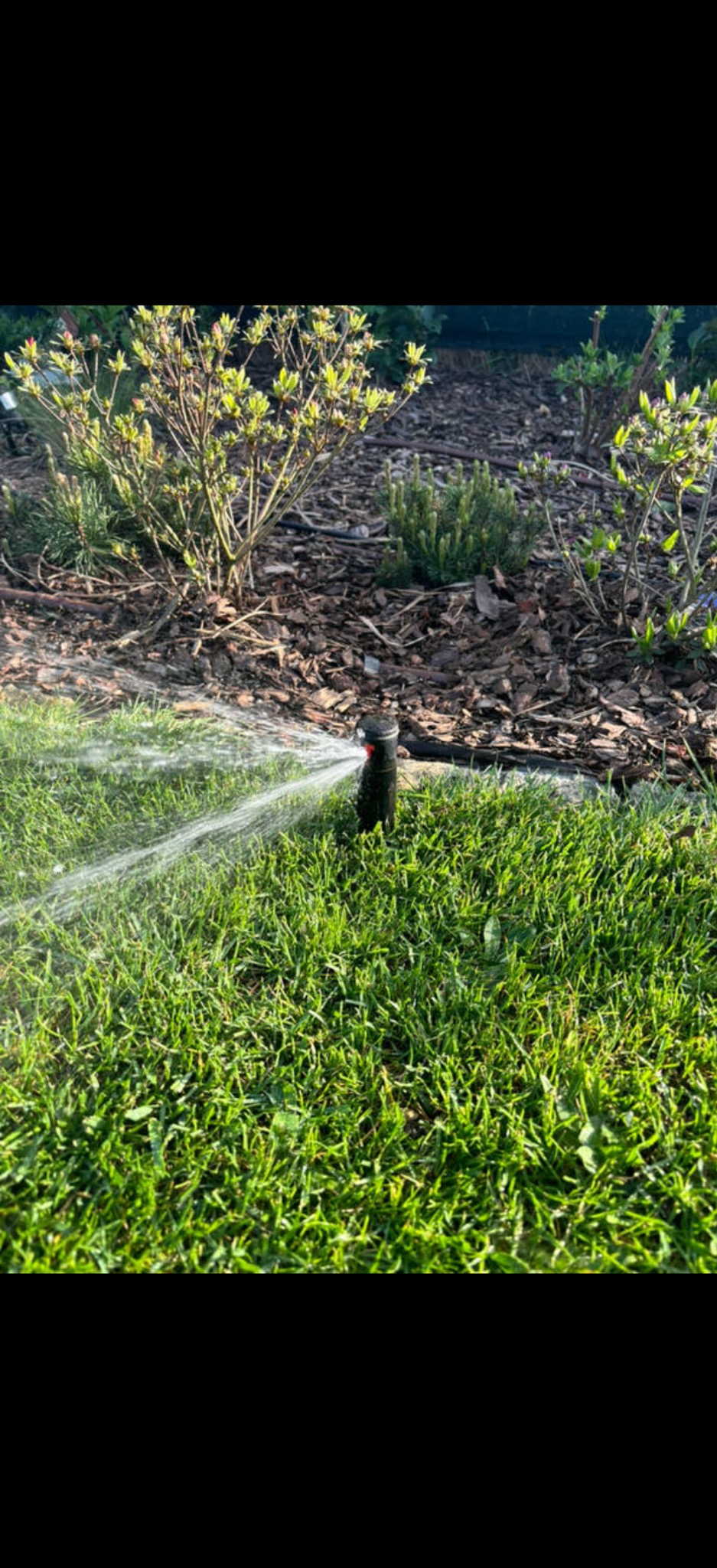 Działający zraszacz nawadnia soczystą, zieloną trawę. W tle widoczne krzewy i kora drzewna, tworzące naturalne otoczenie. Oświetlenie słoneczne podkreśla detale.