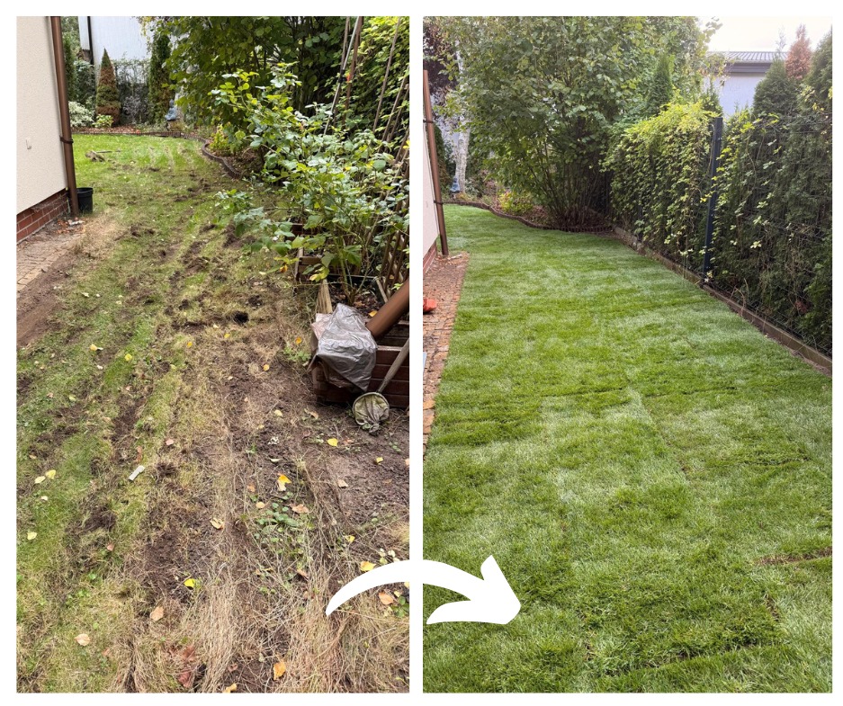 Zdjęcie 'przed i po' z układania trawy z rolki w ogrodzie. Po lewej zaniedbany trawnik, po prawej świeża, zielona trawa z rolki. Strzałka wskazuje kierunek transformacji.