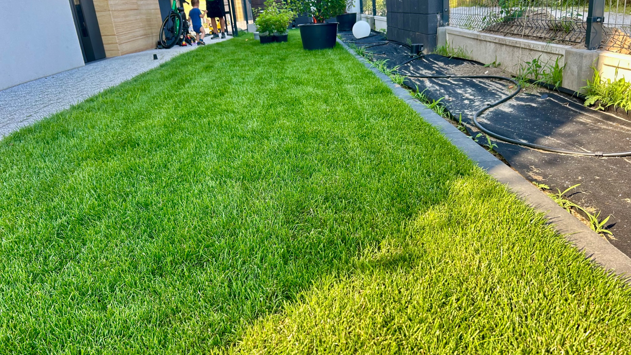 Soczysta zieleń trawnika z rolki, świeżo rozłożona przy nowoczesnym domu. Widoczne obrzeża trawnika i system nawadniania. W tle bawiące się dzieci.