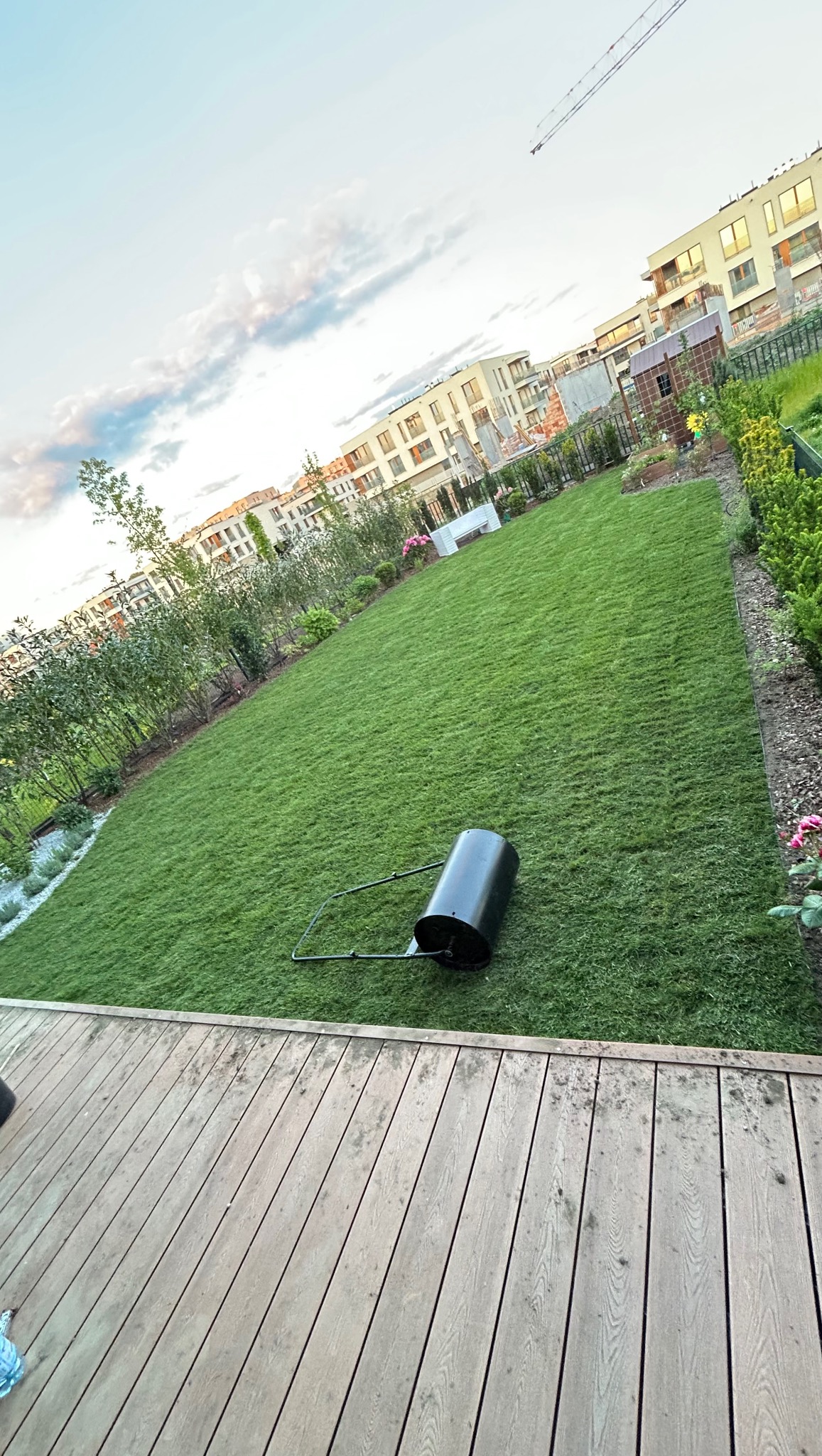 Świeżo rozłożona trawa z rolki w ogrodzie, z wałem do trawy na tle, widok z drewnianego tarasu, budynki w tle, pochmurne niebo.