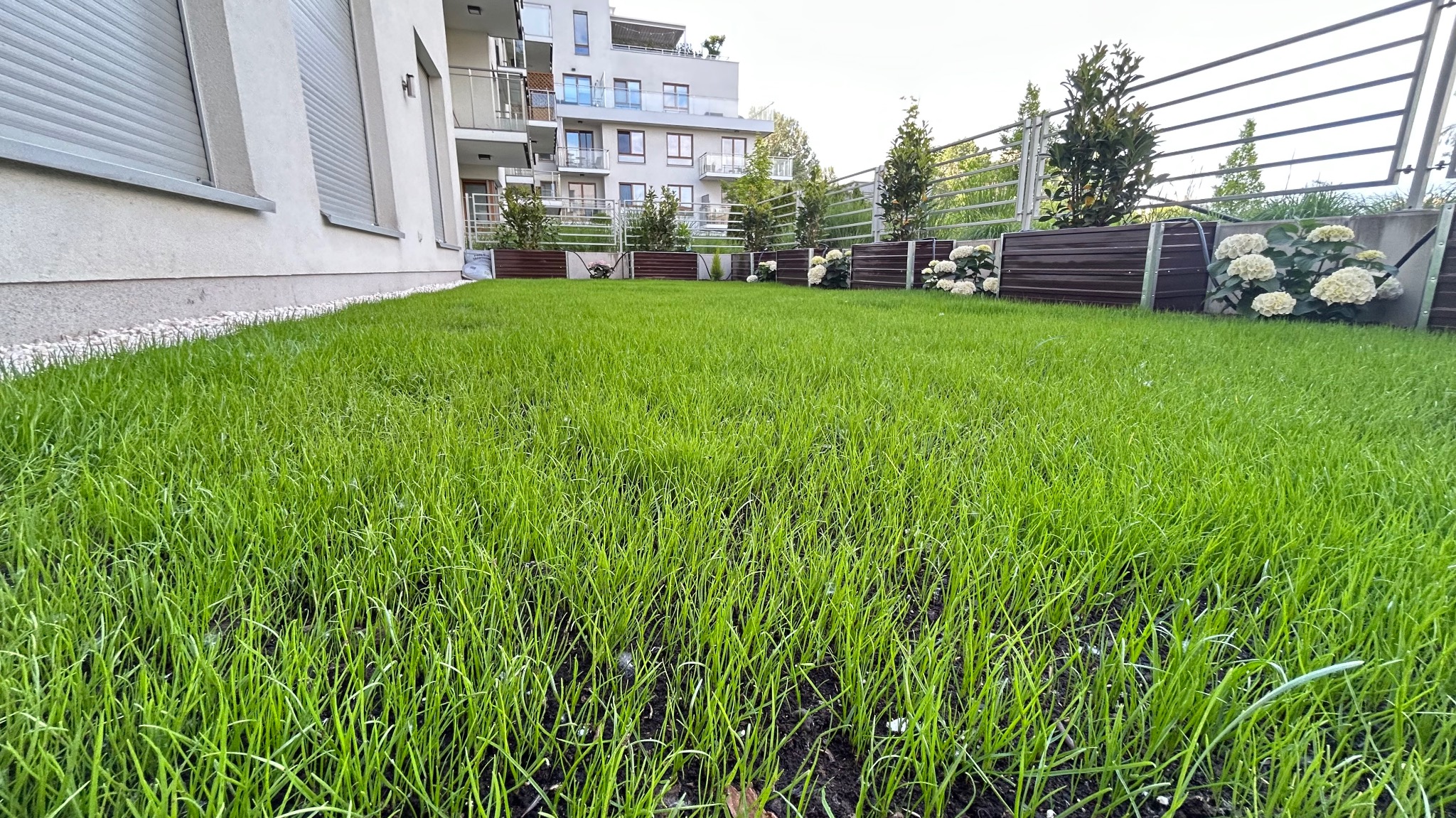 Świeżo założony trawnik w ogrodzie przy apartamentowcu. Widoczne rabaty z roślinami wzdłuż ogrodzenia i młoda trawa. Ujęcie z niskiej perspektywy.