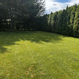 Greenera - Zadbany trawnik z równo przystrzyżoną trawą, obok wysokie tuje i drzewa. Na trawie widoczne delikatne pasy po koszeniu. Słoneczny dzień.