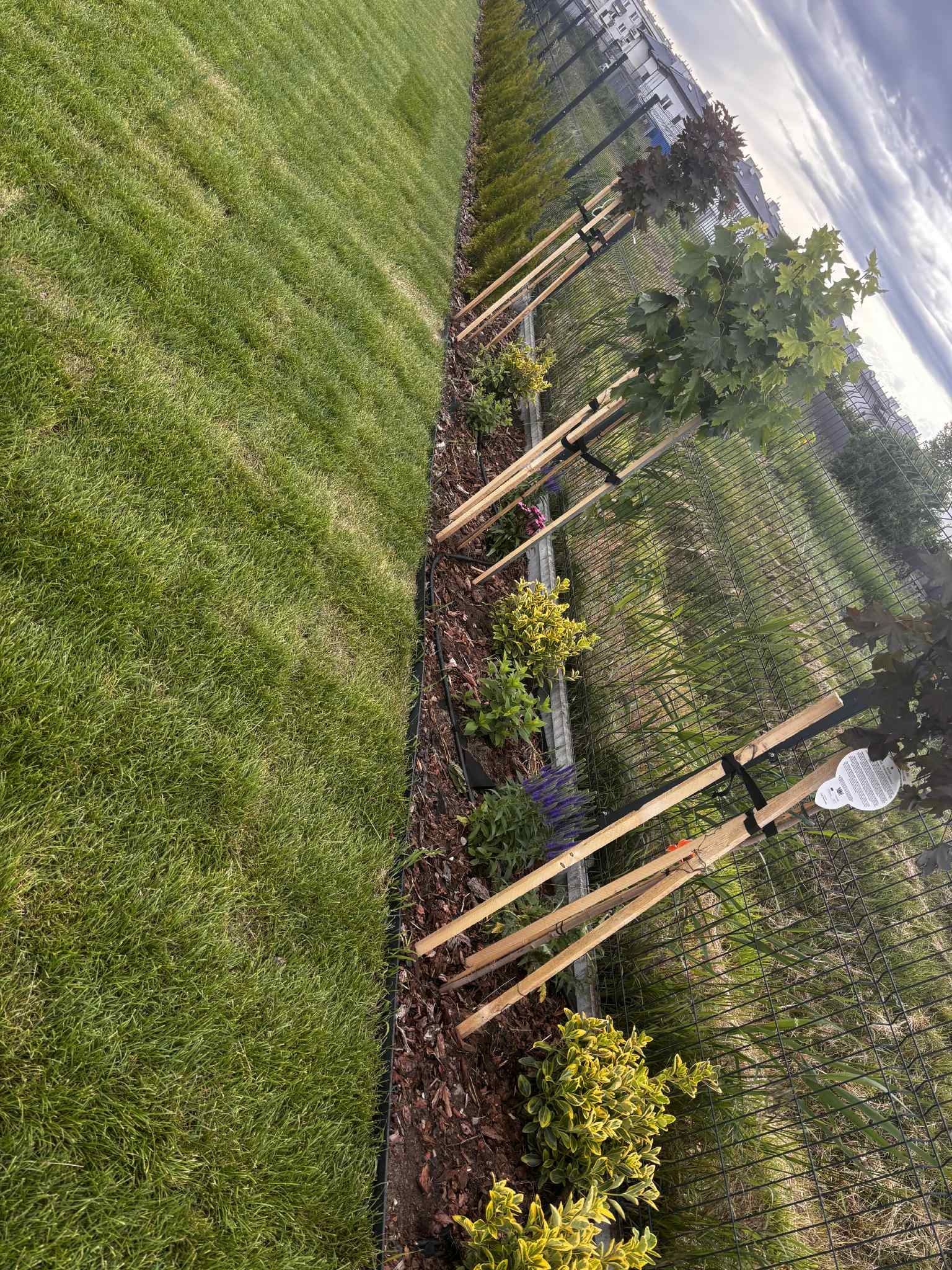 Obsadzony rabatą brzeg trawnika z młodymi drzewkami podpartymi tyczkami, oddzielony od trawnika obrzeżem, widok z góry, zieleń trawy i drzew kontrastuje z brązem kory.