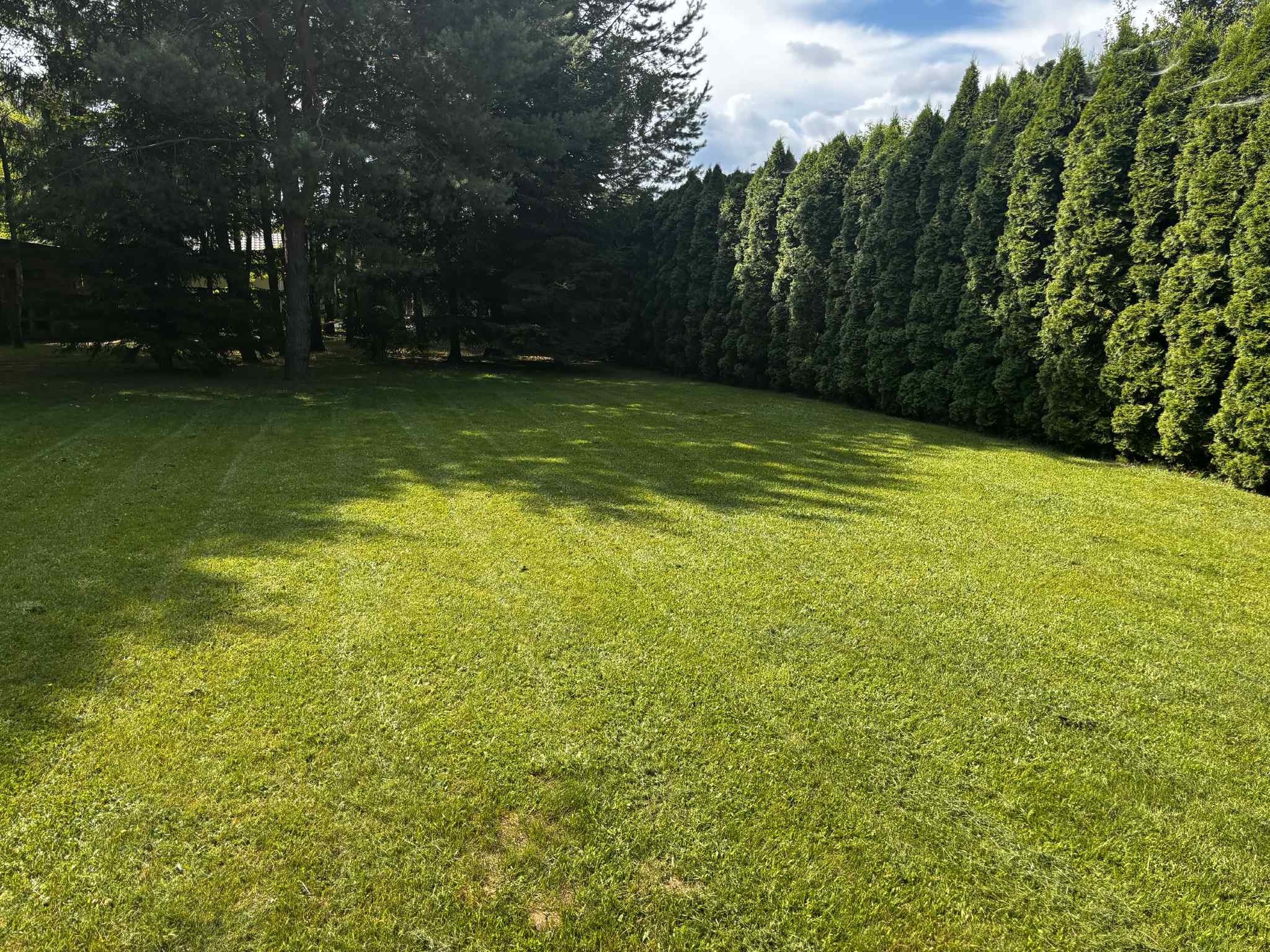 Zadbany trawnik z równo przystrzyżoną trawą, obok wysokie tuje i drzewa. Na trawie widoczne delikatne pasy po koszeniu. Słoneczny dzień.