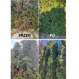 C-ICAS SPÓŁKA Z OGRANICZONĄ ODPOWIEDZIALNOŚCIĄ - Zdjęcie 'przed i po' przycięcia pnączy i formowania żywopłotu z tui, ukazujące różnicę w gęstości i kształcie roślinności. Ujęcie w słoneczny dzień.