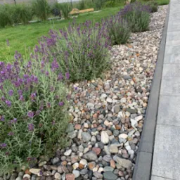 Krawędź chodnika z szarej kostki, obok rabata z kamieni i lawendy. Trawa i drzewa w tle. Widok na ogród.