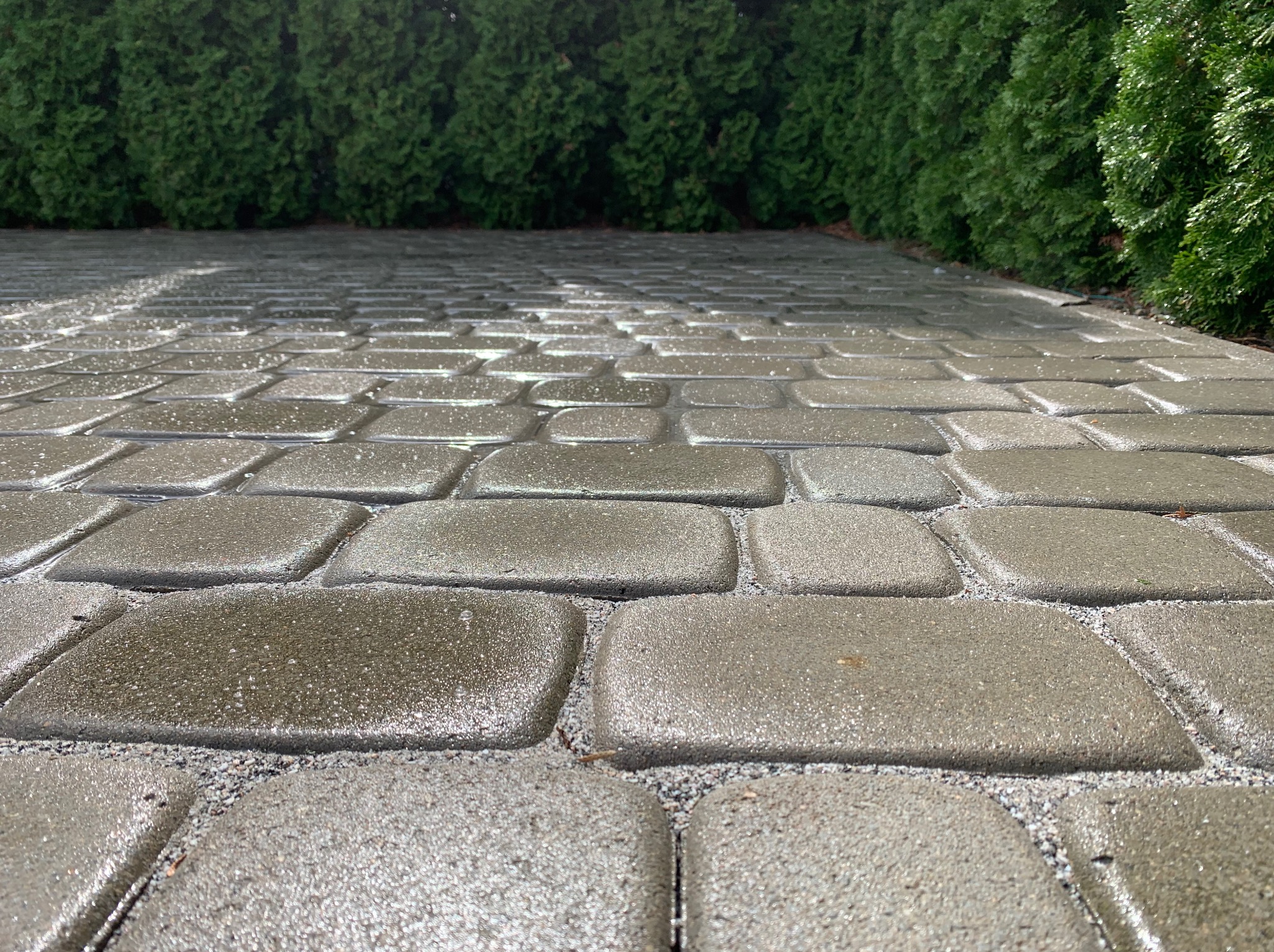 Świeżo ułożona, mokra kostka brukowa w odcieniach szarości, z widocznymi fugami wypełnionymi drobnym żwirem. W tle rząd gęstych, zielonych tuj.