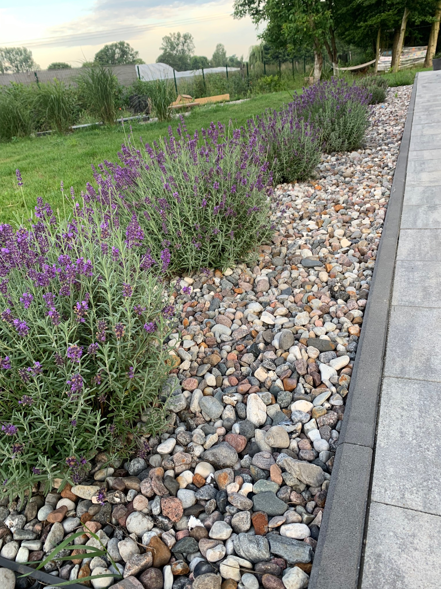 Krawędź chodnika z szarej kostki, obok rabata z kamieni i lawendy. Trawa i drzewa w tle. Widok na ogród.