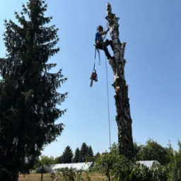 Arborysta w kasku, na linie, przycina białą brzozę piłą spalinową. W tle iglaste drzewo i błękitne niebo.