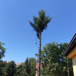 Wycinka drzew Międzyrzecze Dolne 3