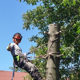 Wycinka drzew Międzyrzecze Dolne 2