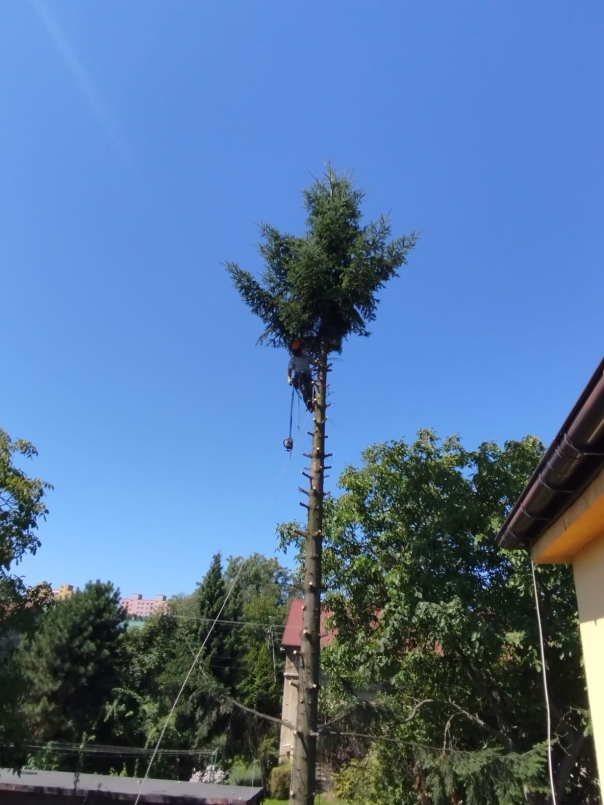 Arborysta w kasku, na linie, przycina górne gałęzie wysokiej choinki. Częściowo ogołocony pień, błękitne niebo w tle. Prace ogrodnicze, pielęgnacja drzew.