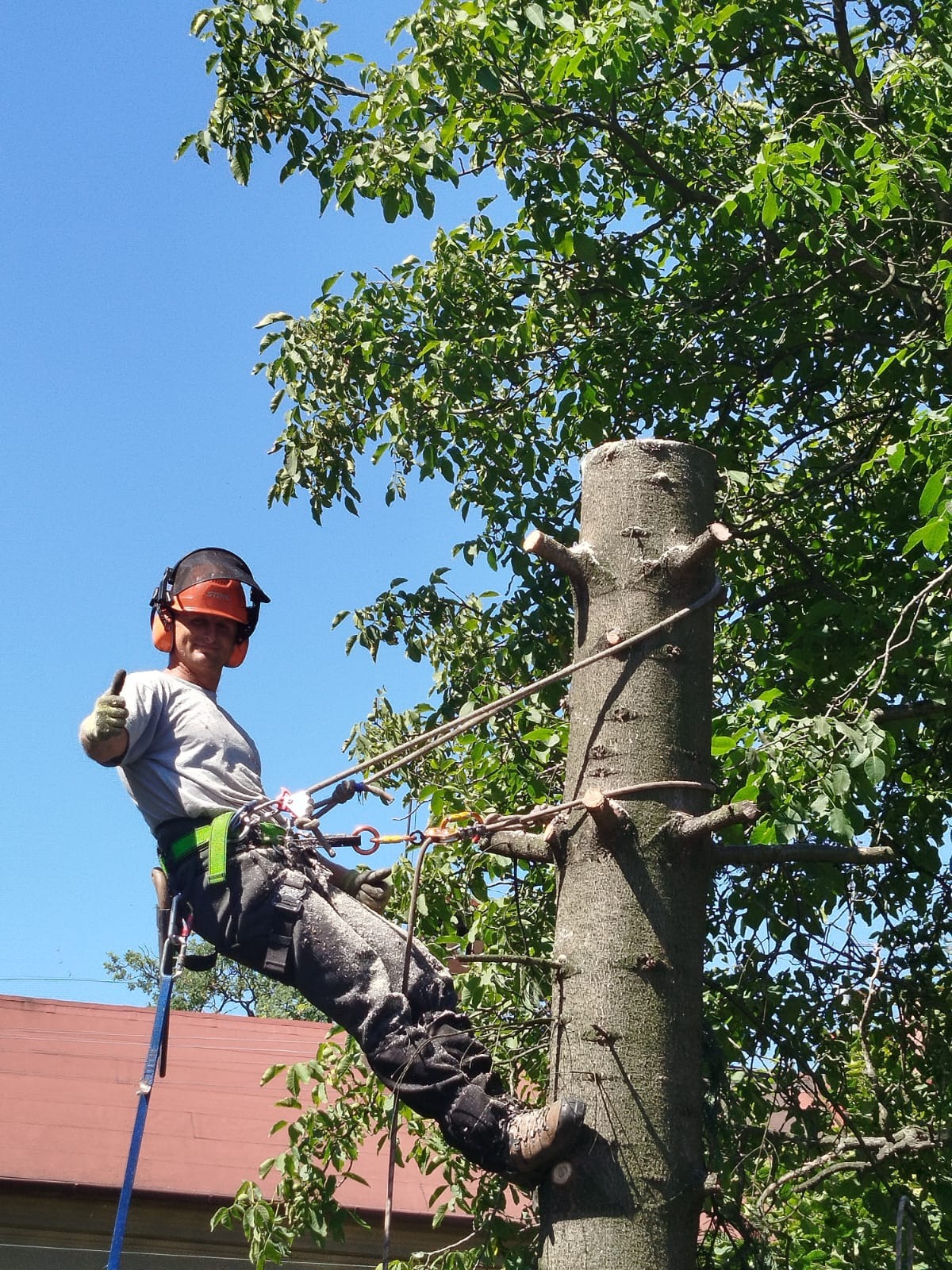 Arborysta w kasku i z uprzężą, na tle nieba i drzewa po wycince gałęzi, pokazuje kciuk w górę. Widoczne liny i osprzęt wspinaczkowy.