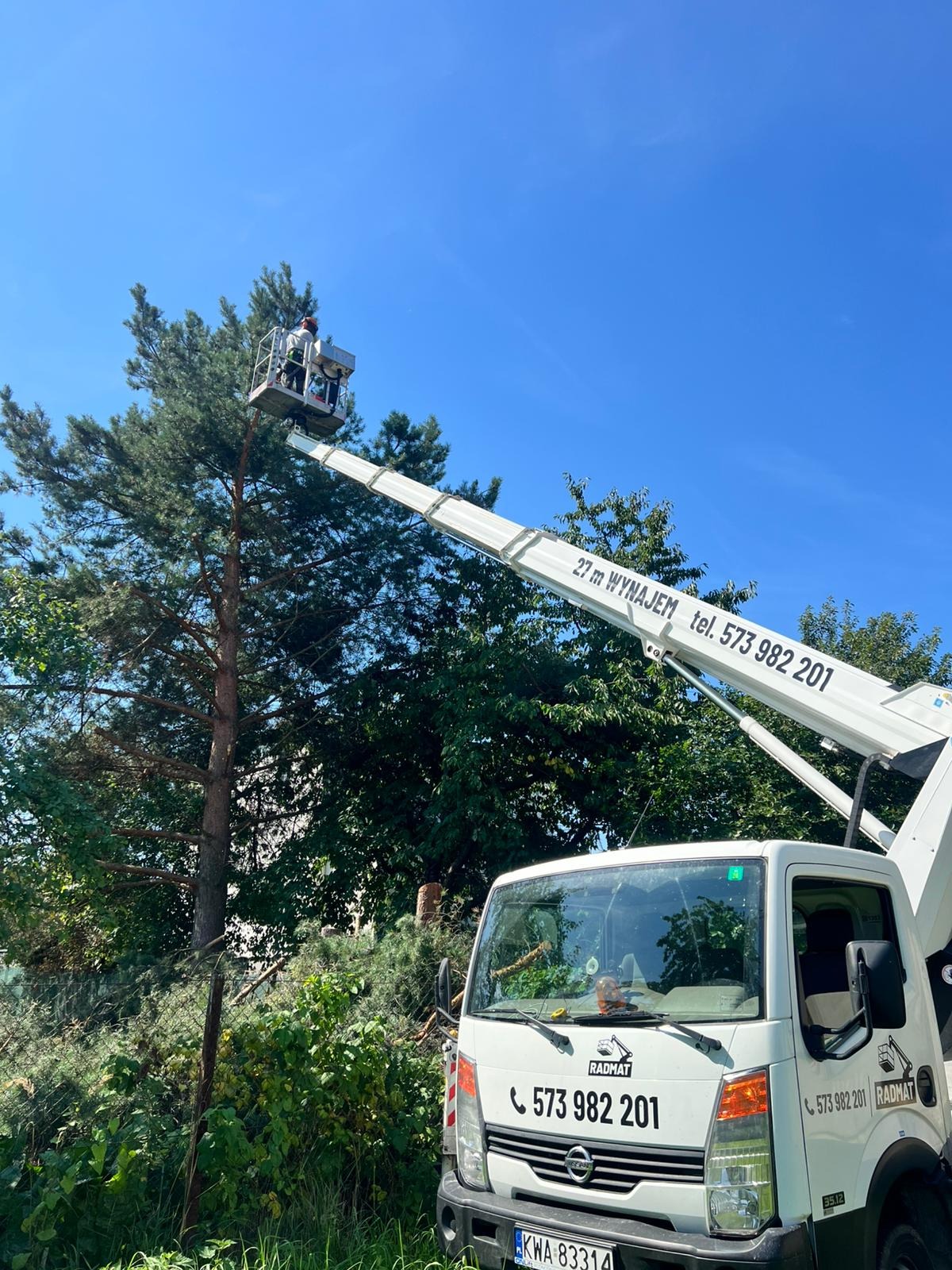 Pracownik na podnośniku koszowym przycina wysokie drzewo iglaste. W tle zieleń, błękitne niebo i samochód z numerem telefonu.