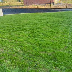 Trawa z rolki Dobczyce 1