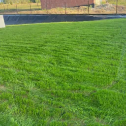 Świeżo założony trawnik z rolki przed domem w trakcie budowy. Intensywna zieleń trawy kontrastuje z surowym stanem budynku. Widoczne ślady po układaniu.