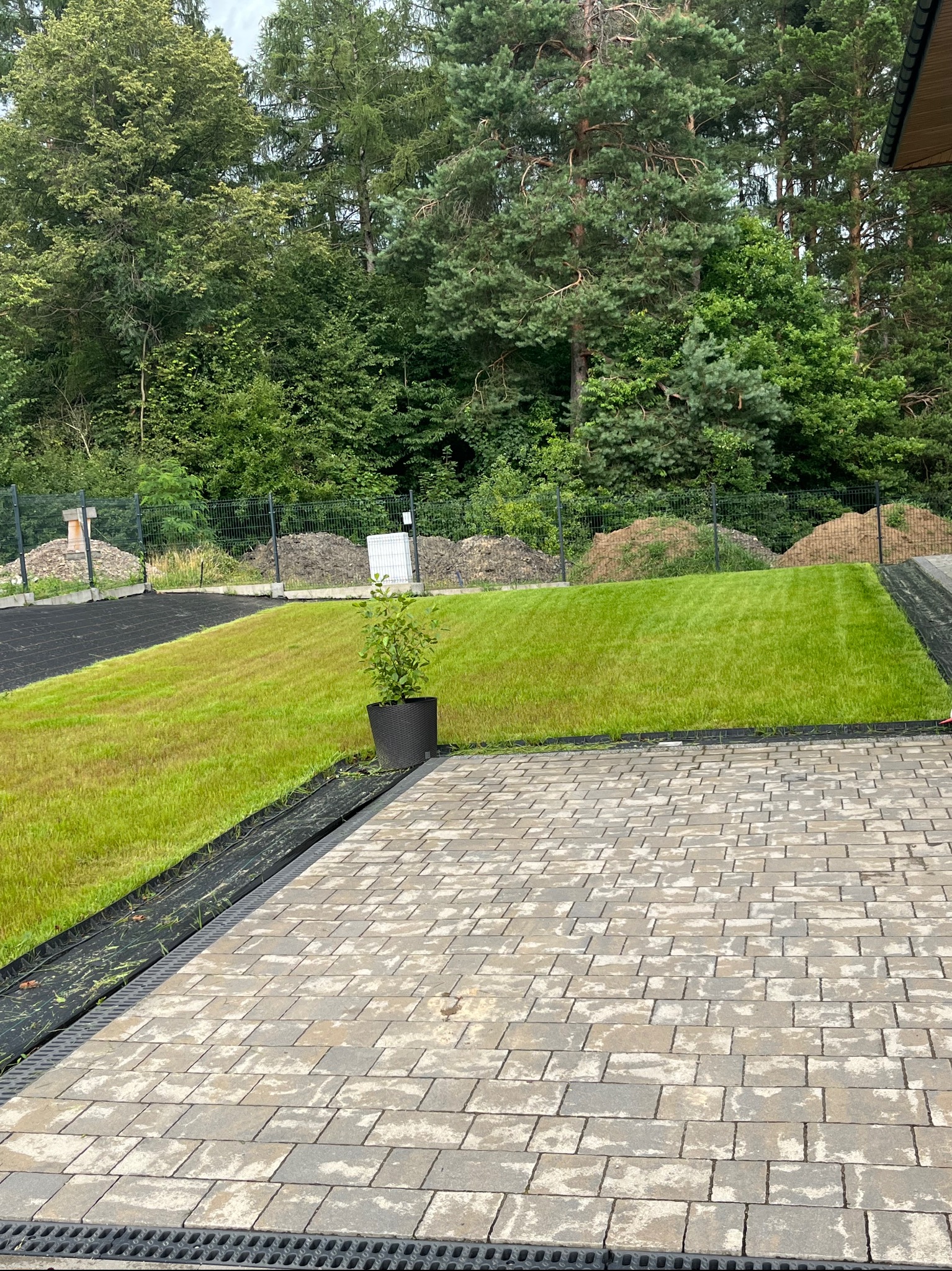 Świeżo założony trawnik z rolki, obok ułożona kostka brukowa. W tle widoczny żywopłot i drzewa. Na trawniku stoi donica z małym drzewkiem.
