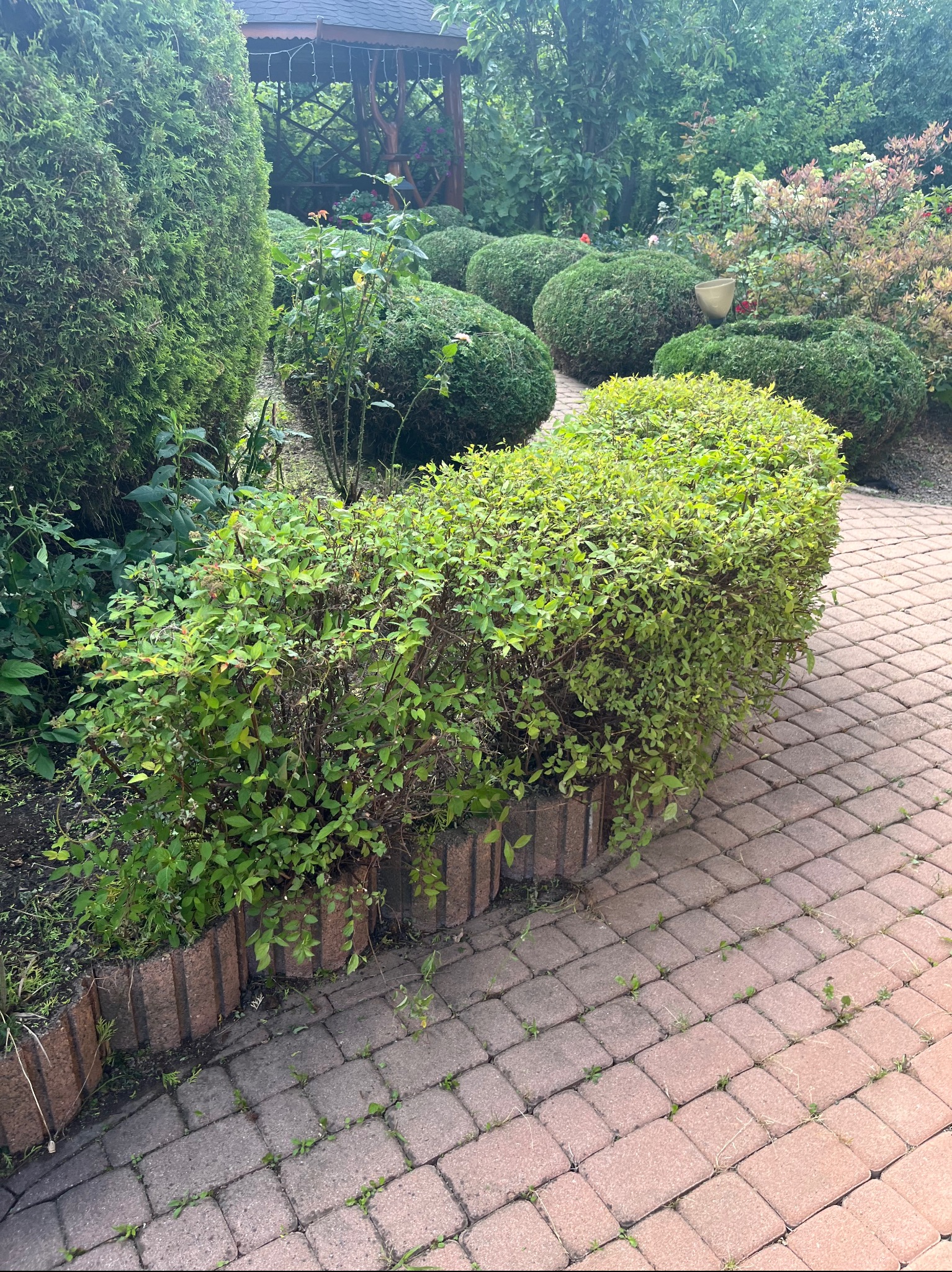 Krzew ozdobny przy ścieżce z kostki brukowej, z tłem w postaci zadbanego ogrodu z altaną. Widoczne formowane krzewy i drzewa.