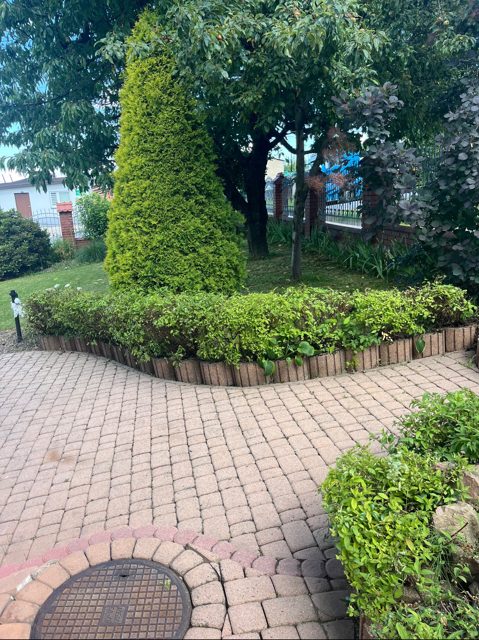 Zadbany ogród z tujami, niskimi krzewami obrzeżonymi cegłami i brukowanym chodnikiem. Widoczny fragment studzienki kanalizacyjnej i drzewa w tle.