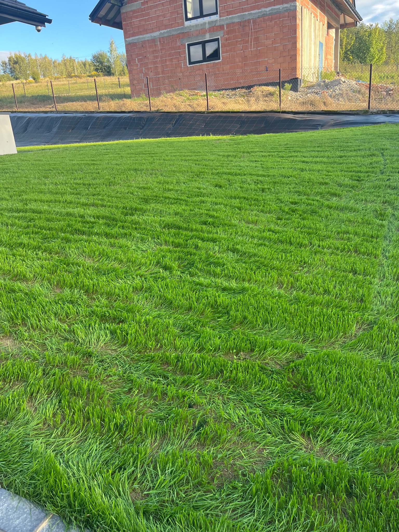 Świeżo założony trawnik z rolki przed domem w trakcie budowy. Intensywna zieleń trawy kontrastuje z surowym stanem budynku. Widoczne ślady po układaniu.