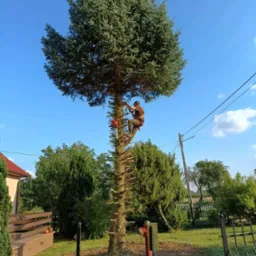 Arborysta w uprzęży tnie gałęzie wysokiej sosny, pozostawiając pień z obciętymi konarami. Na dole widoczny ogród, dom i narzędzia.