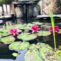 Oczka wodne Kraków 1